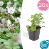 LA GREEN TOUCH - Géranium vivace 'biokovo' x20 – entre 1,25 et 1,67m2