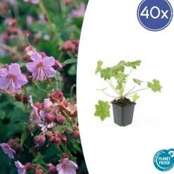 LA GREEN TOUCH - Géranium vivace 'ingwersen's variety' x40 – entre 2,5 et 3,33m2