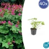 LA GREEN TOUCH - Géranium vivace 'czakor' x40 – entre 2,5 et 3,33m2
