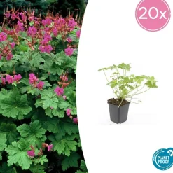 LA GREEN TOUCH - Géranium vivace 'czakor' x40 – entre 2,5 et 3,33m2