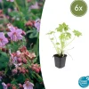 LA GREEN TOUCH - Géranium vivace macrorrhizum x6 – entre 0,38 et 0,5m2