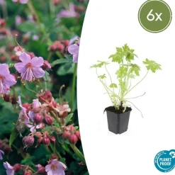LA GREEN TOUCH - Géranium vivace macrorrhizum x6 – entre 0,38 et 0,5m2