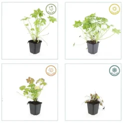 LA GREEN TOUCH - Géranium vivace macrorrhizum x6 – entre 0,38 et 0,5m2