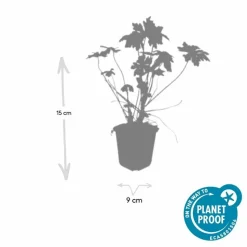 LA GREEN TOUCH - Géranium vivace macrorrhizum x6 – entre 0,38 et 0,5m2