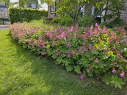 LA GREEN TOUCH - Géranium vivace macrorrhizum x6 – entre 0,38 et 0,5m2
