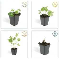 LA GREEN TOUCH - Géranium vivace 'rozanne' x60 – entre 3,75 et 5m2