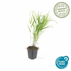 LA GREEN TOUCH - Herbe du japon x60 – entre 3,75 et 5m2