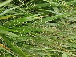 LA GREEN TOUCH - Herbe du japon x60 – entre 3,75 et 5m2