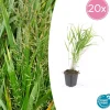 LA GREEN TOUCH - Herbe du japon x20 – entre 1,25 et 1,67m2
