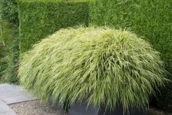 LA GREEN TOUCH - Herbe du japon x20 – entre 1,25 et 1,67m2