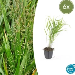LA GREEN TOUCH - Herbe du japon x6 – entre 0,38 et 0,5m2