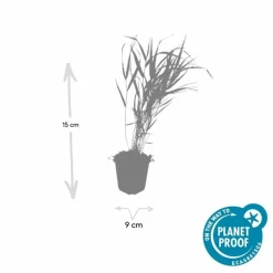 LA GREEN TOUCH - Herbe du japon x6 – entre 0,38 et 0,5m2
