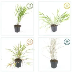 LA GREEN TOUCH - Herbe du japon x6 – entre 0,38 et 0,5m2