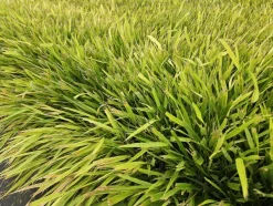 LA GREEN TOUCH - Herbe du japon x6 – entre 0,38 et 0,5m2
