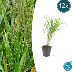 LA GREEN TOUCH - Herbe du japon x6 – entre 0,38 et 0,5m2