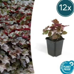 LA GREEN TOUCH - Heuchère 'palace purple' x12 – entre 0,75 et 1m2