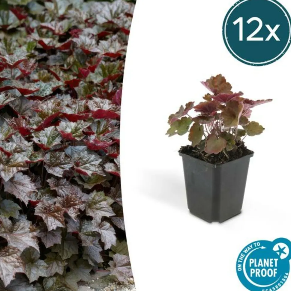 LA GREEN TOUCH - Heuchère 'palace purple' x12 – entre 0,75 et 1m2