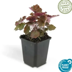 LA GREEN TOUCH - Heuchère 'palace purple' x12 – entre 0,75 et 1m2