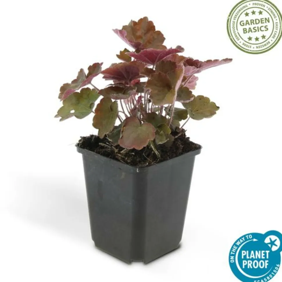 LA GREEN TOUCH - Heuchère 'palace purple' x12 – entre 0,75 et 1m2
