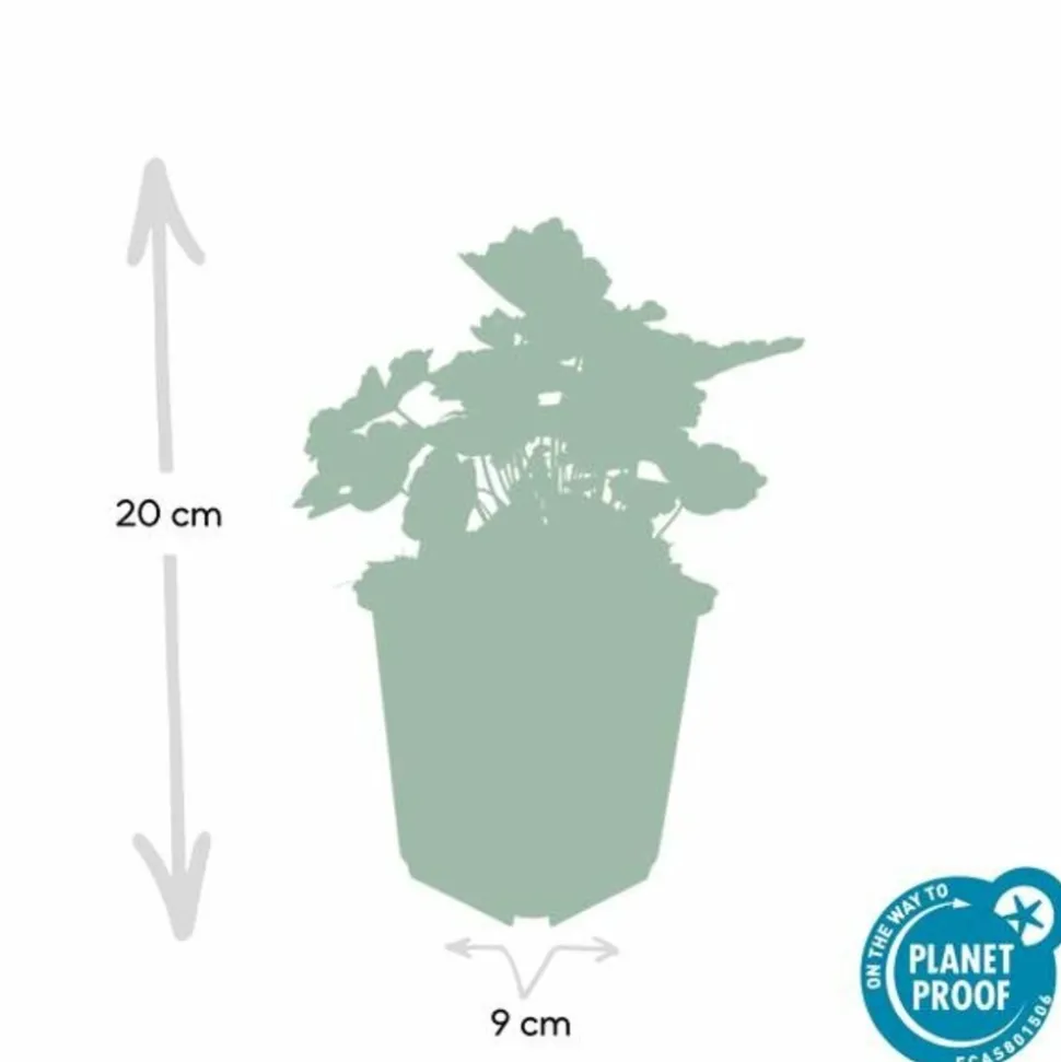 LA GREEN TOUCH - Heuchère 'palace purple' x12 – entre 0,75 et 1m2