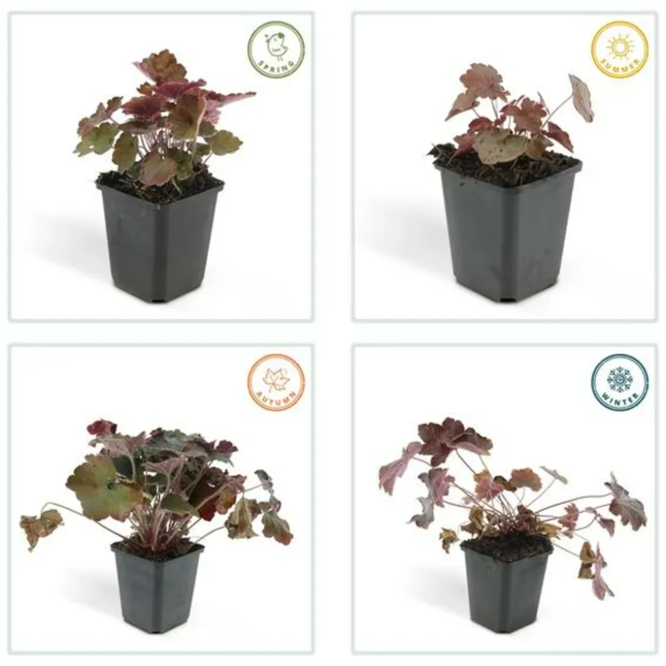 LA GREEN TOUCH - Heuchère 'palace purple' x12 – entre 0,75 et 1m2