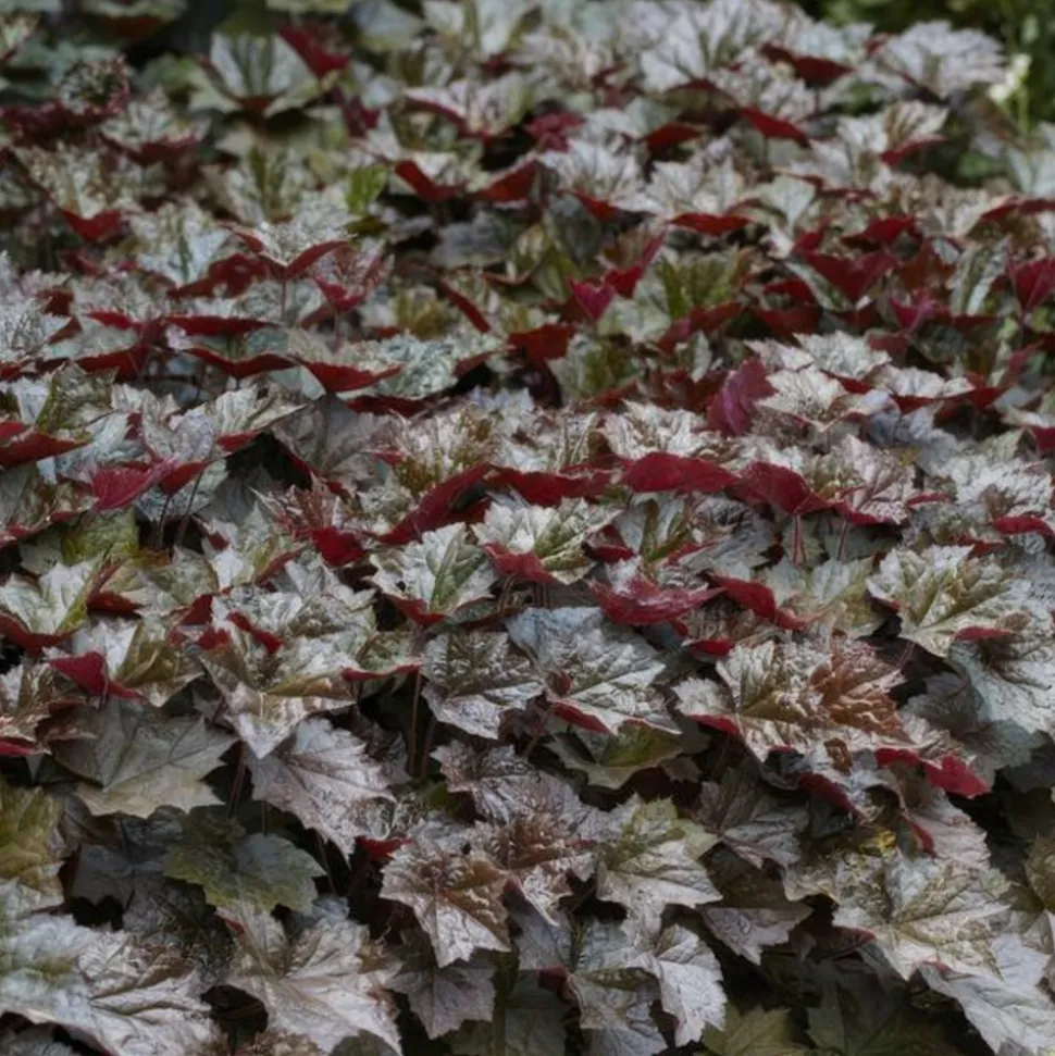 LA GREEN TOUCH - Heuchère 'palace purple' x12 – entre 0,75 et 1m2