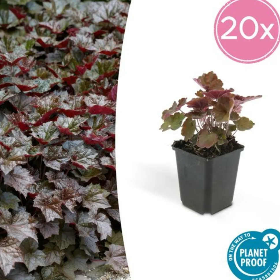 LA GREEN TOUCH - Heuchère 'palace purple' x12 – entre 0,75 et 1m2