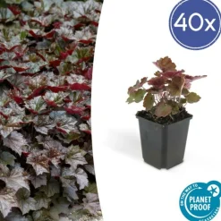 LA GREEN TOUCH - Heuchère 'palace purple' x12 – entre 0,75 et 1m2