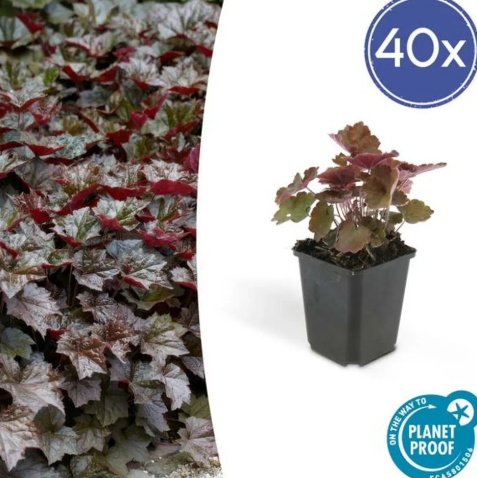 LA GREEN TOUCH - Heuchère 'palace purple' x12 – entre 0,75 et 1m2