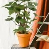 LA GREEN TOUCH - Homalomena maggy 90cm - plante d'intérieur