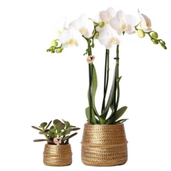 LA GREEN TOUCH - Hummingbird company - ensemble de plantes en or groove ensemble avec orchidée phalaenopsis blanche amabilis 9cm