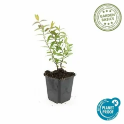 LA GREEN TOUCH - Hypericum - millepertuis hidcote x6 – entre 0,38 et 0,5m2