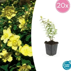 LA GREEN TOUCH - Hypericum - millepertuis hidcote x6 – entre 0,38 et 0,5m2