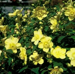 LA GREEN TOUCH - Hypericum - millepertuis hidcote x60 – entre 3,75 et 5m2