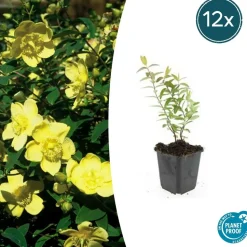 LA GREEN TOUCH - Hypericum - millepertuis hidcote x60 – entre 3,75 et 5m2