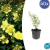 LA GREEN TOUCH - Hypericum - millepertuis hidcote x40 – entre 2,5 et 3,33m2