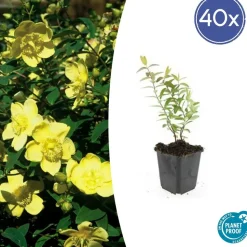 LA GREEN TOUCH - Hypericum - millepertuis hidcote x40 – entre 2,5 et 3,33m2