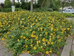 LA GREEN TOUCH - Hypericum - millepertuis hidcote x40 – entre 2,5 et 3,33m2