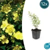 LA GREEN TOUCH - Hypericum - millepertuis hidcote x12 – entre 0,75 et 1m2
