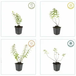 LA GREEN TOUCH - Hypericum - millepertuis hidcote x12 – entre 0,75 et 1m2
