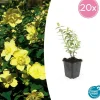 LA GREEN TOUCH - Hypericum - millepertuis hidcote x20 – entre 1,25 et 1,67m2