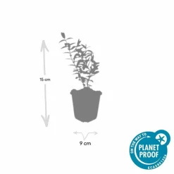 LA GREEN TOUCH - Hypericum - millepertuis hidcote x20 – entre 1,25 et 1,67m2
