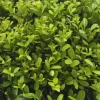 LA GREEN TOUCH - Ilex crenata 'jenny' - lot de 6