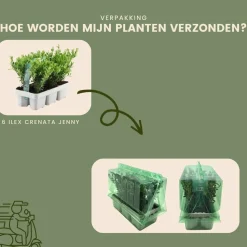 LA GREEN TOUCH - Ilex crenata 'jenny' - lot de 6