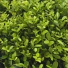 LA GREEN TOUCH - Ilex crenata 'jenny' - lot de 48 - ø7cm - ↕25 cm - plante de haie