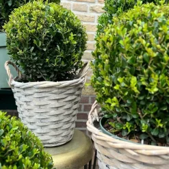LA GREEN TOUCH - Ilex crenata 'jenny' et leur panier x 2