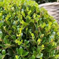 LA GREEN TOUCH - Ilex crenata 'jenny' et leur panier x 2