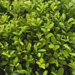LA GREEN TOUCH - Ilex crenata 'jenny' - lot de 72