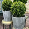 LA GREEN TOUCH - Ilex crenata 'jenny' et leur pot x 2