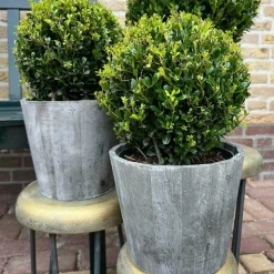 LA GREEN TOUCH - Ilex crenata 'jenny' et leur pot x 2